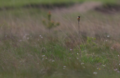 Svarthakad buskskvtta/Common stonechat