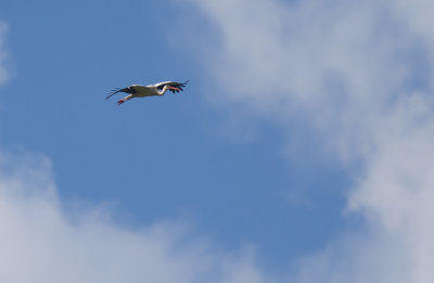 Vit stork/White stork.