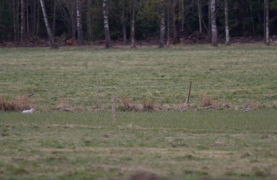 Smtrapp/Little bustard.