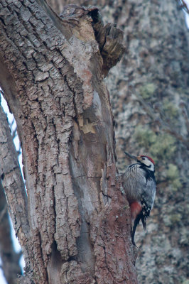 Vitryggig hackspett/White backed woodpecker.