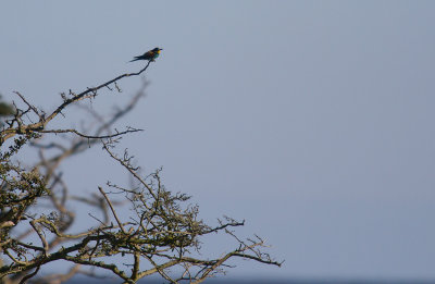 Bitare/Bee eater.