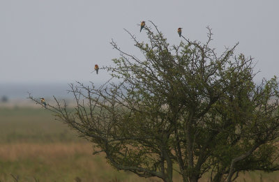 Bitare/Bee eater.