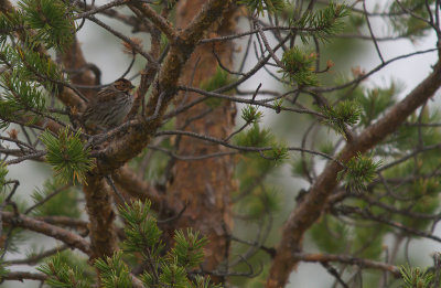 Dvrgsparv/Little bunting.