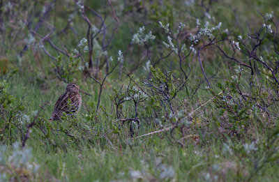 Dubbelbeckasin/Great snipe.