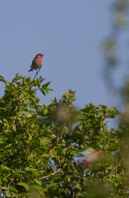 Rosenfink/Common rosefinch