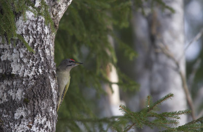 Grspett/Grey-Headed Woodpecker