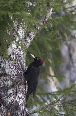 Spillkrka/Black Woodpecker.