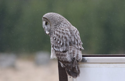 Lappuggla/Great Grey Owl.