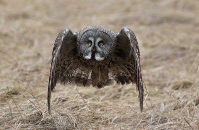 Lappuggla/Great Grey Owl.
