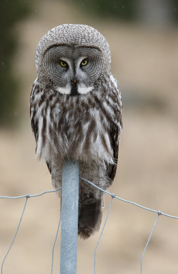 Lappuggla/Great Grey Owl.