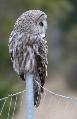 Lappuggla/Great Grey Owl.