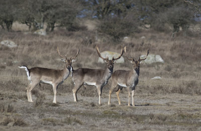 Dovhjortar. Ottenby./Fallow deer.