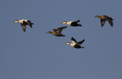 Ejder/common eider.