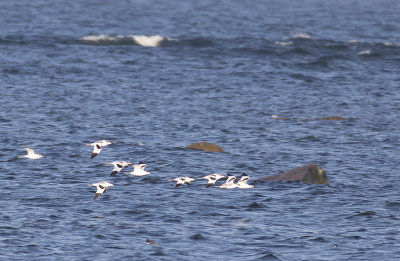 Skrflckor/Pied avocet