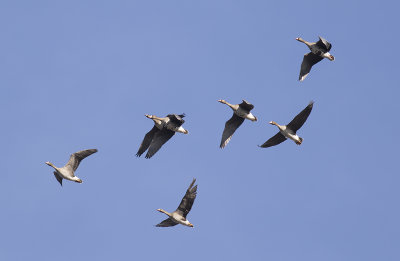 Blsgss/Greater White-fronted goose