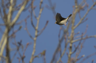 Trdpiplrka/Tree pipit