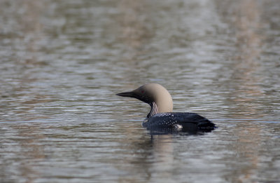 Storlom/Black throated diver.