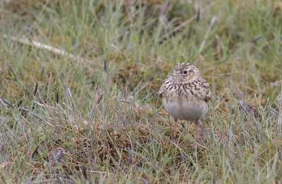ngspiplrka/Meadow pipit.