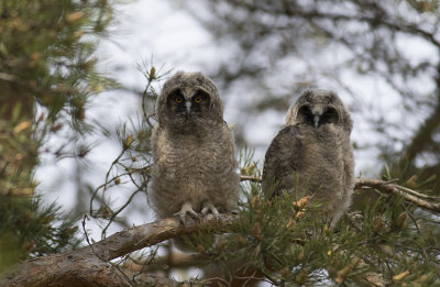 Hornuggleungar/Long eared owl(juv).