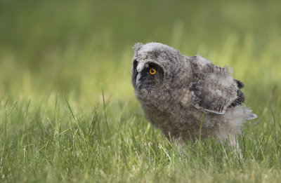 Hornuggleungar/Long eared owl(juv).