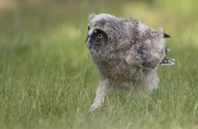 Hornuggleungar/Long eared owl(juv).