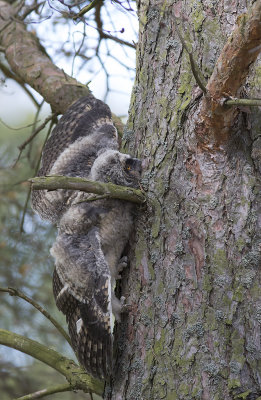 Hornuggleungar/Long eared owl(juv).