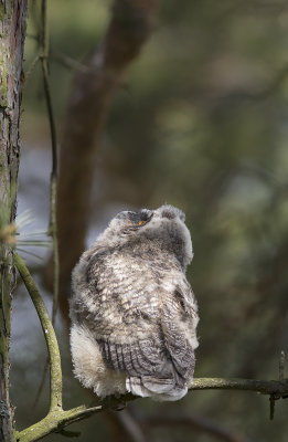 Hornuggleungar/Long eared owl(juv).