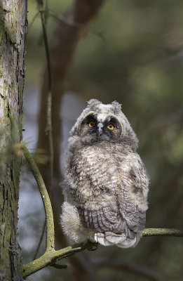 Hornuggleungar/Long eared owl(juv).