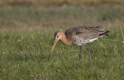 Rdspov/Black tailed godwit