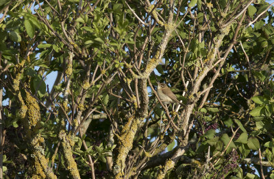 Fltsngare/Paddyfield warbler.