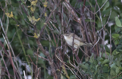 Fltsngare/Paddyfield warbler.