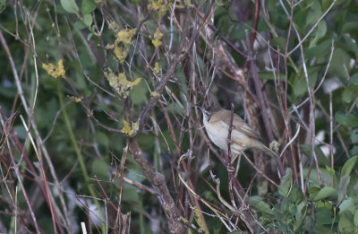 Fltsngare/Paddyfield warbler.