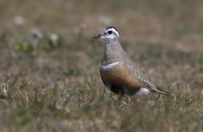 Fjllpipare/Eurasian Dotterel.