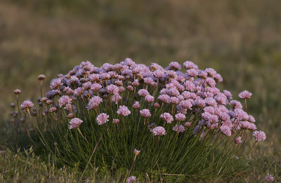 Strandtrift/Thrift.