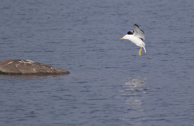 Silltrut/Lesser Black-Backed Gull.