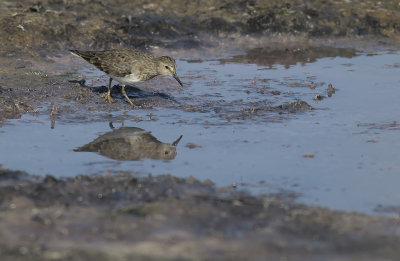 Mosnppa/Temminck`s Stint.