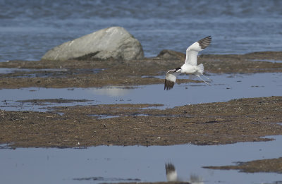 Skrflcka/Pied Avocet.