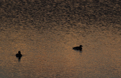 Alfglar i solnedgng/Hareld.
