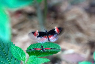 Butterfly-014.jpg