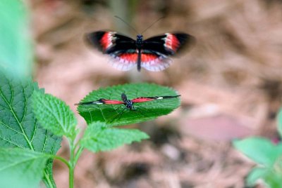 Butterfly-017.jpg