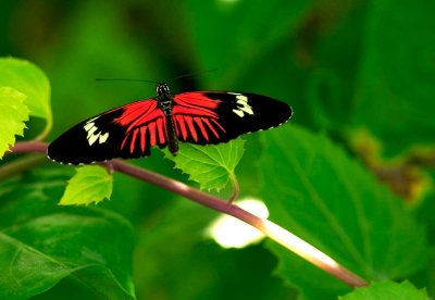 Butterfly-031.jpg