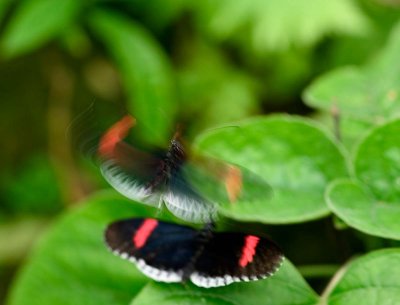 Butterfly-036.jpg