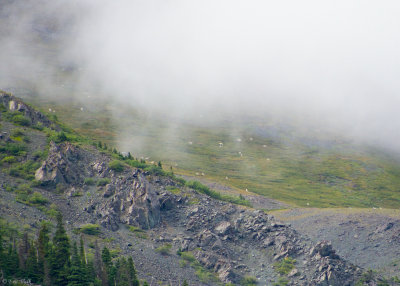 Kluane