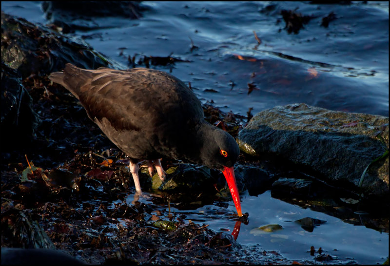 Oystercatchers