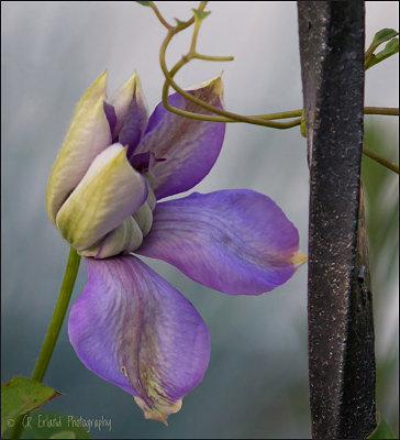 Emerging