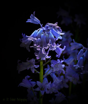 Blue Flowers