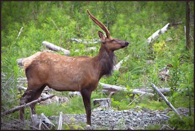 Island Elk