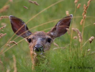 Deer