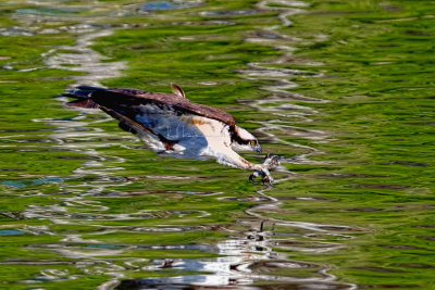 osprey