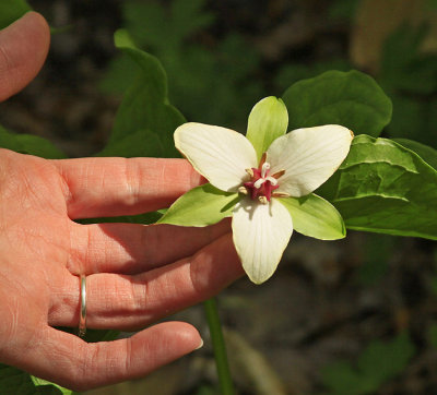 TRILLIUM